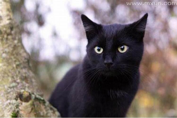 梦到黑猫是什么预兆 梦见黑猫周公解梦解释