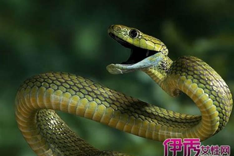 梦见别人被蛇咬了是什么征兆(梦见别人被蛇咬了是什么征兆)