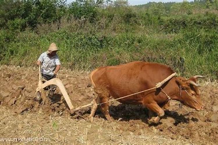 梦到耕地是什么意思？