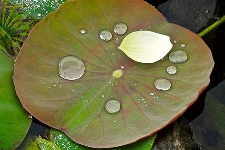 清明节算不算传统节日？
