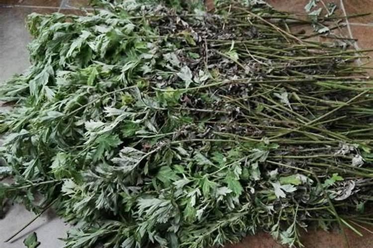 端午节去采艾蒿的习俗从何而来