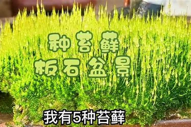 二月二可以动土吗