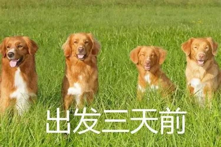 1977年农历九月十三出生的男人是什么命