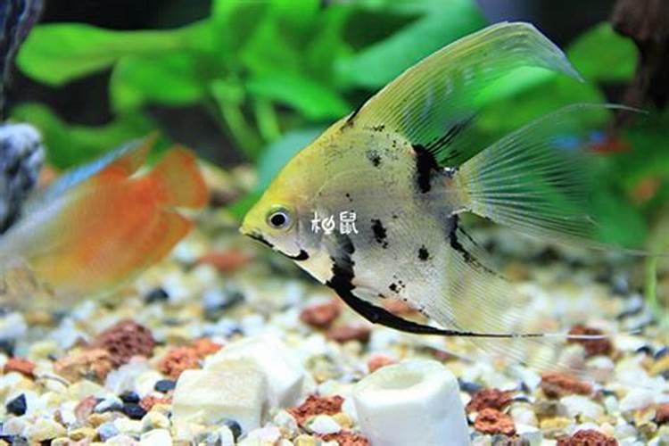 怀孕做梦梦到鱼的寓意 怀孕做梦梦到鱼是什么意思