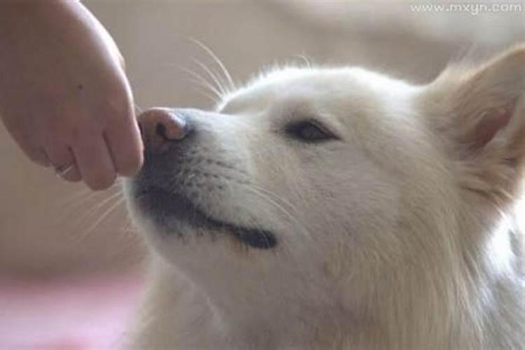梦到狗是什么预兆,梦到狗是吉还是凶？