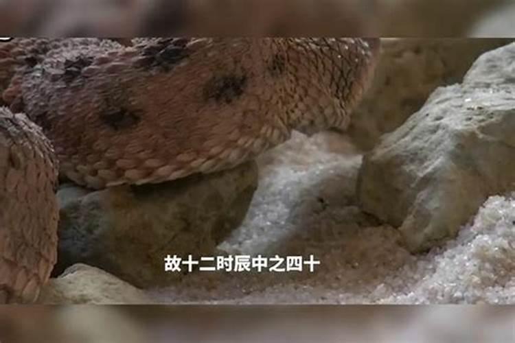 2025年属狗人的全年每月运势