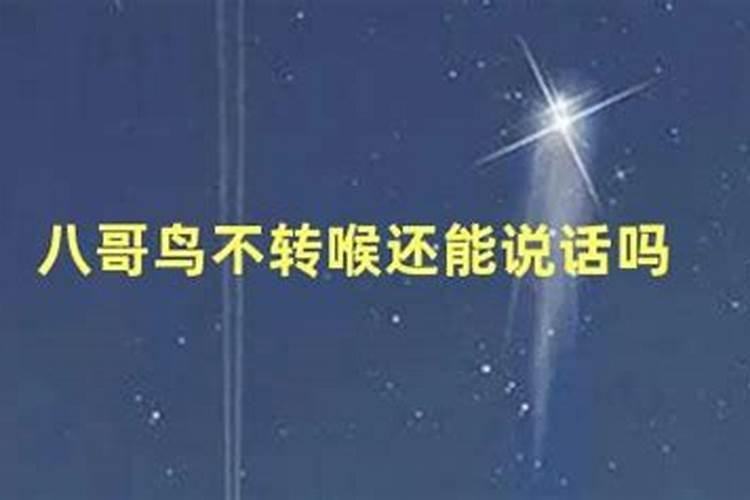 八哥鸟什么表现是转喉呀