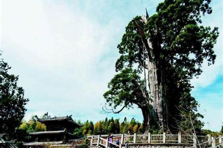摸扎算命是什么意思(什么叫根扎寺庙)