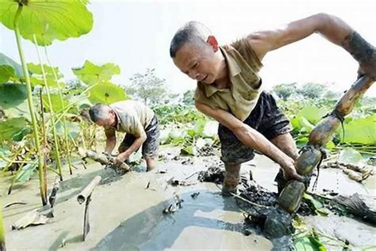 属狗人2025年每月运势及运程详解
