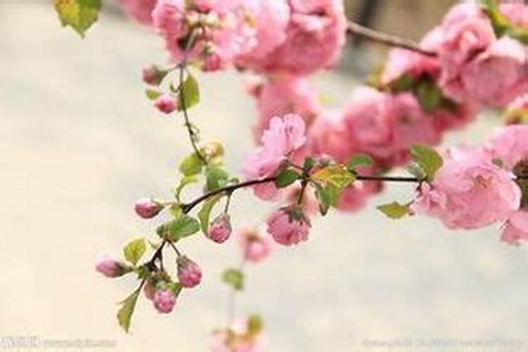 奇门催桃花最厉害布局 卧室放鲜花可以招桃花？