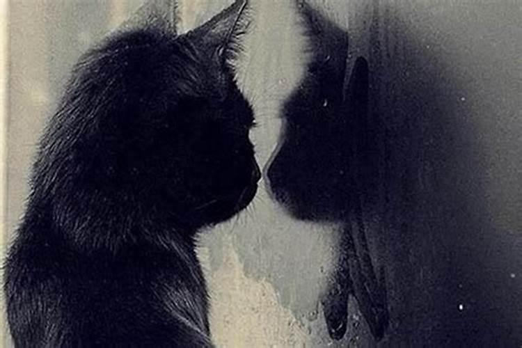梦见黑猫什么预兆
