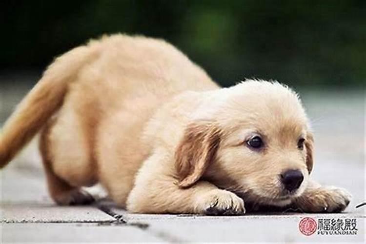 82年的狗狗,明年注意什么啊？