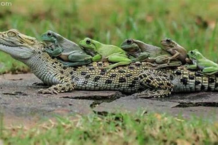 梦见鳄鱼是什么预兆 男性