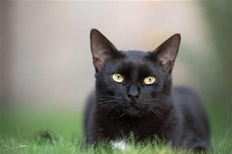 昨晚梦见一只黑猫在黑夜里亮着双眼恶狠狠地扑向我,然后就吓醒了。吉 ...