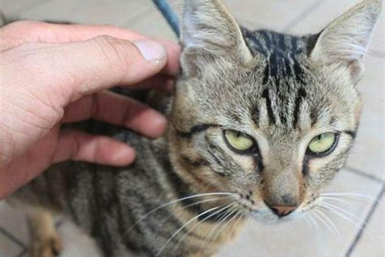 梦见猫攻击我 梦见猫咬我的寓意