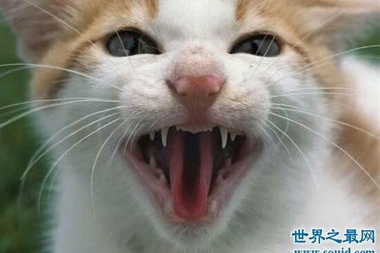 做梦梦到花猫咬到腿预示着什么