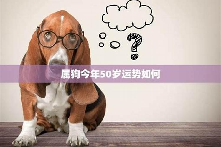 属狗人2024年全年运势运程
