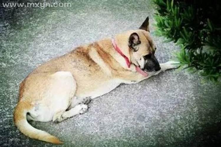 我在养病 昨夜梦见被人强行在脊椎打了一针？