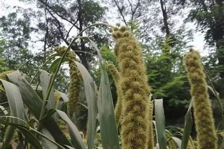 牛年犯太岁的四个属相是什么？
