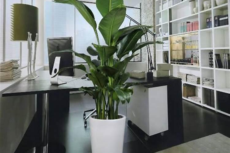 办公室风水植物有哪些？