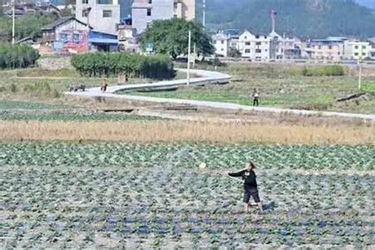 冬至广东人吃什么食物