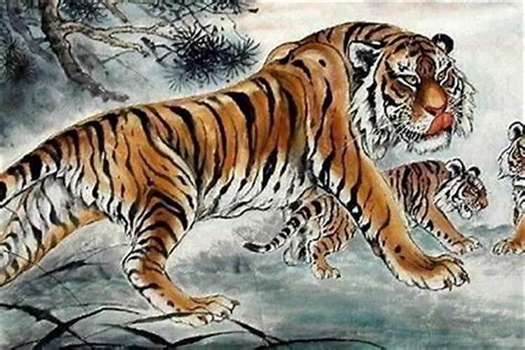86属虎未来5年运势走向 猪虎六合猪年行大运？