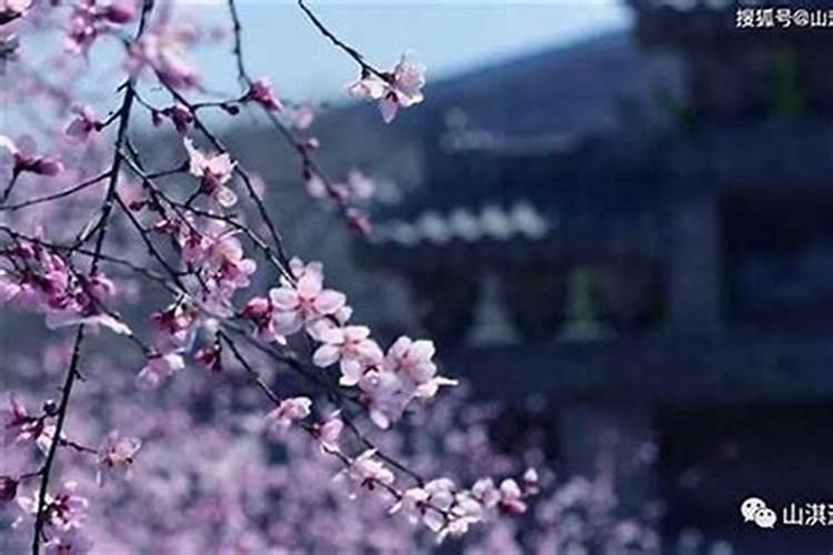 属牛人在2024年会犯桃花劫吗 属牛人2024年的感情状况如何