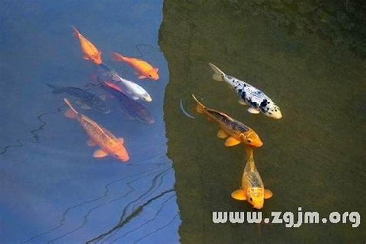 梦见鱼在马桶里有什么预兆？是什么意思？
