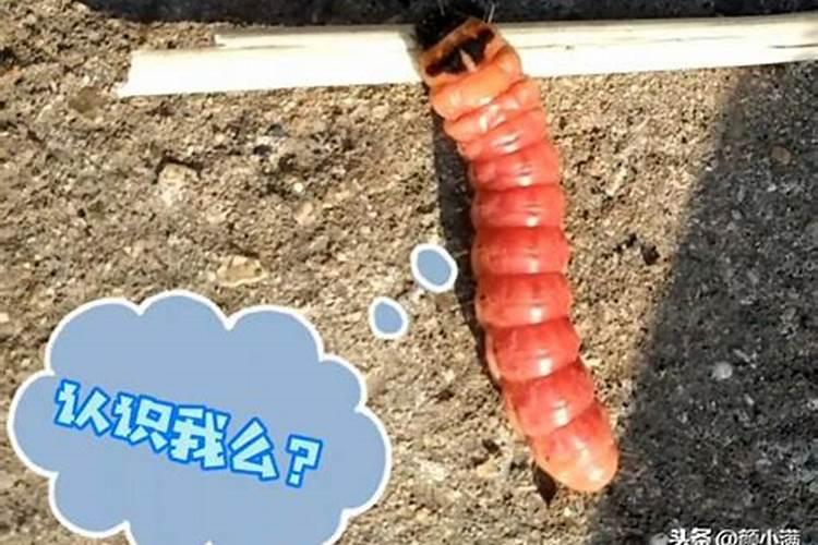 梦见一个没见过的大虫子的预兆