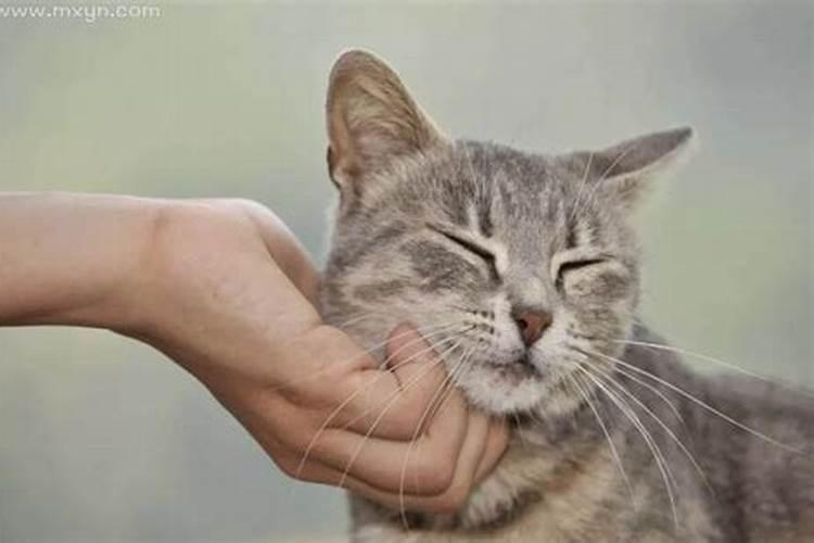 梦见猫是什么预兆周公解梦