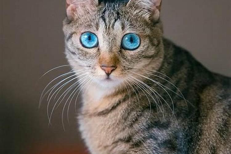 男人梦见猫的七大预兆