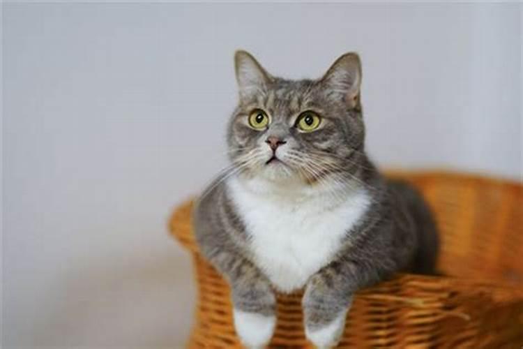 女人梦见猫是什么预兆