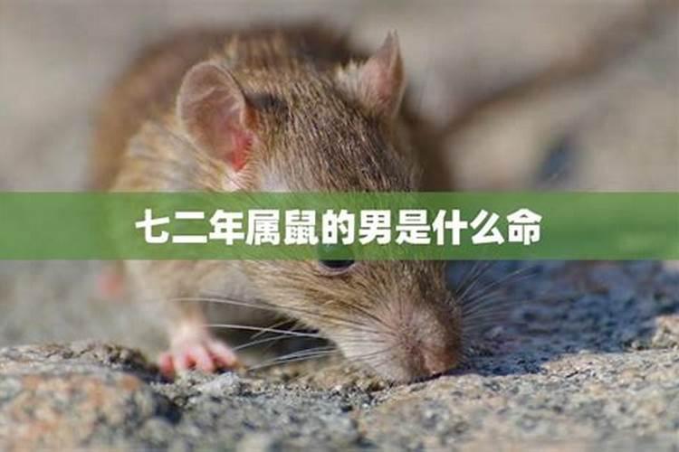 84年鼠男2025年属鼠人的全年运势