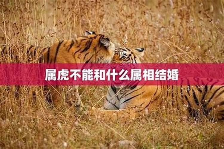 属虎和什么属相最配