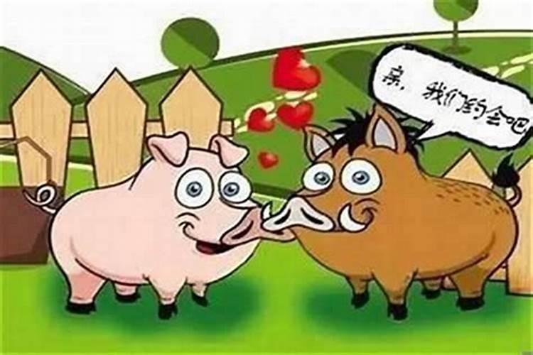 男女都是属猪结婚好吗 男女都属猪适合结婚吗