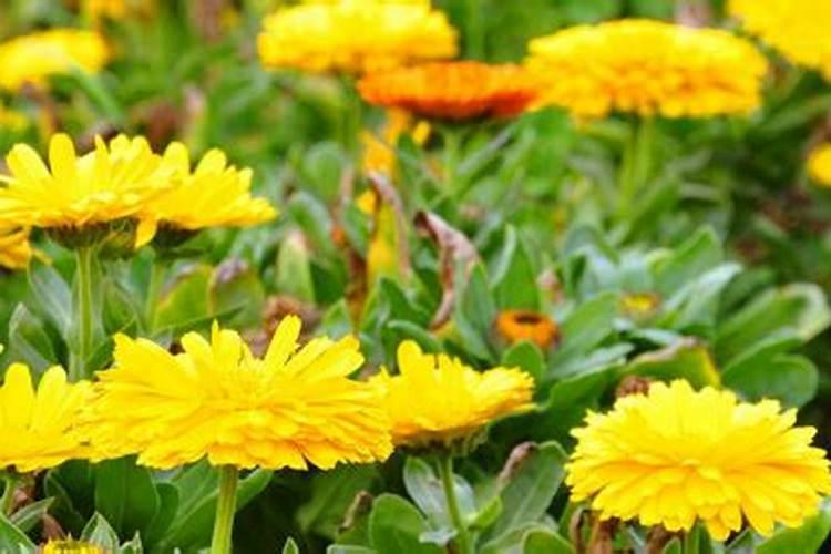 扫墓9朵菊花代表什么含义