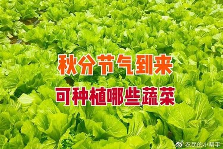 秋分节气传统习俗有哪些