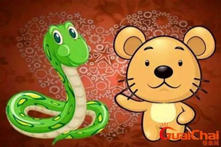 为什么属鼠和蛇不合 属蛇碰到鼠年好不好