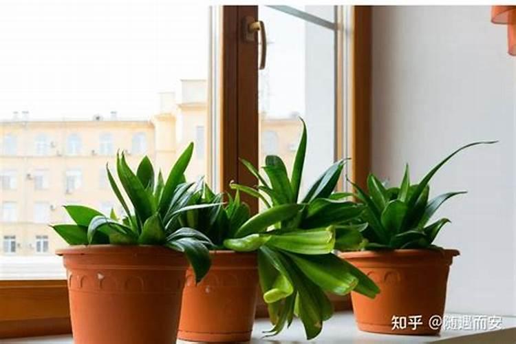 儿童房放什么植物风水好