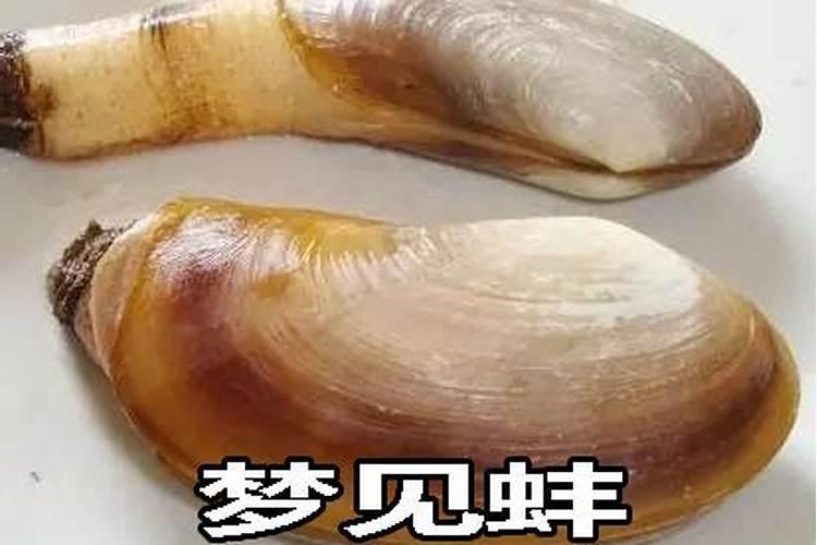 女人梦到河蚌是什么征兆