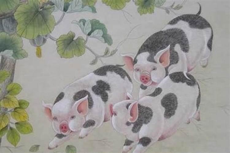 猪和什么属相最配？