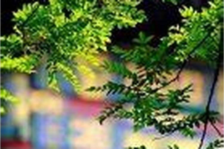 梦见与死亡的人一起吃面条的预兆