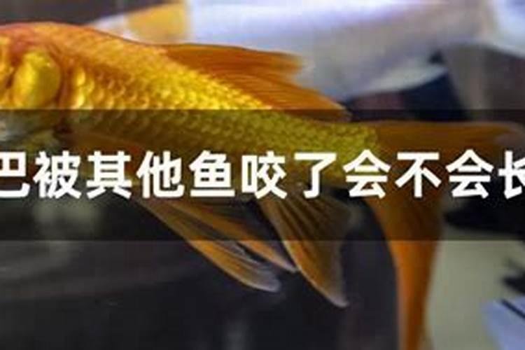 梦见被金鱼咬是什么意思