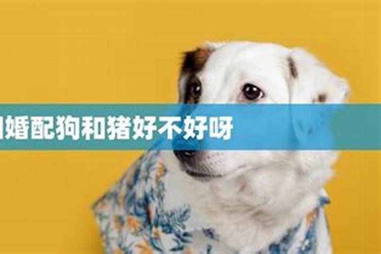猪狗属相相配吗狗猪属相婚姻相配吗