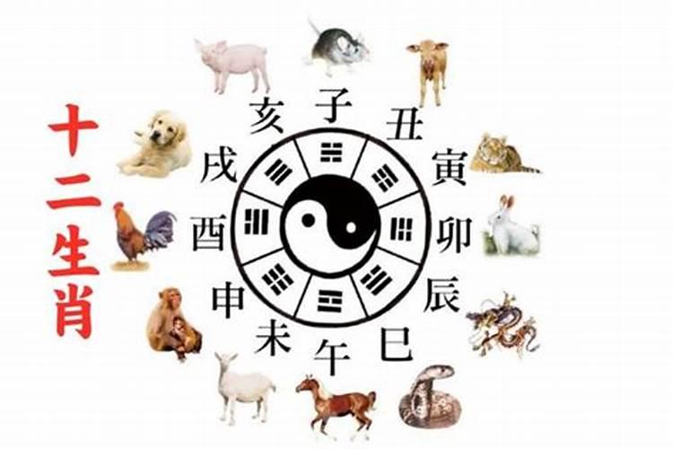 冲太岁放什么花最旺运