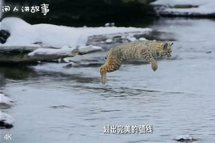 属虎属羊千万不能在一起虎和羊不合的原因？
