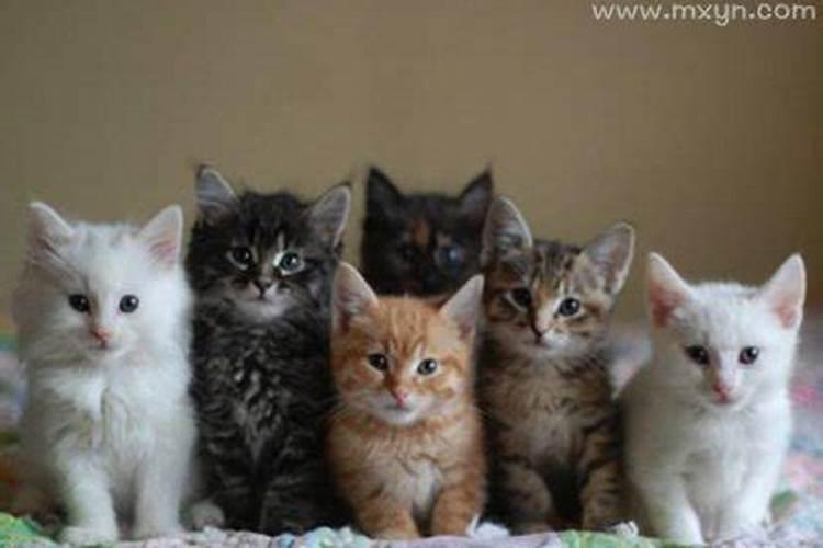 梦见很多小猫是什么预兆？