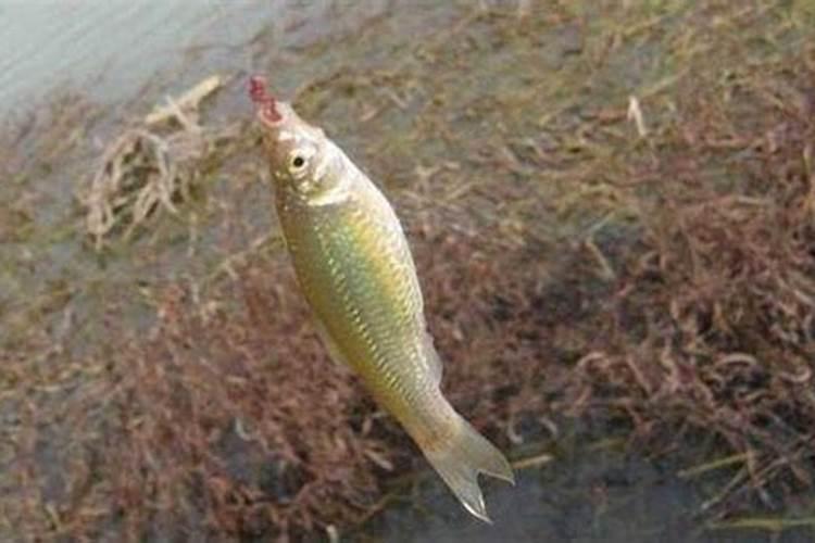 梦见吃鱼很多刺的预兆
