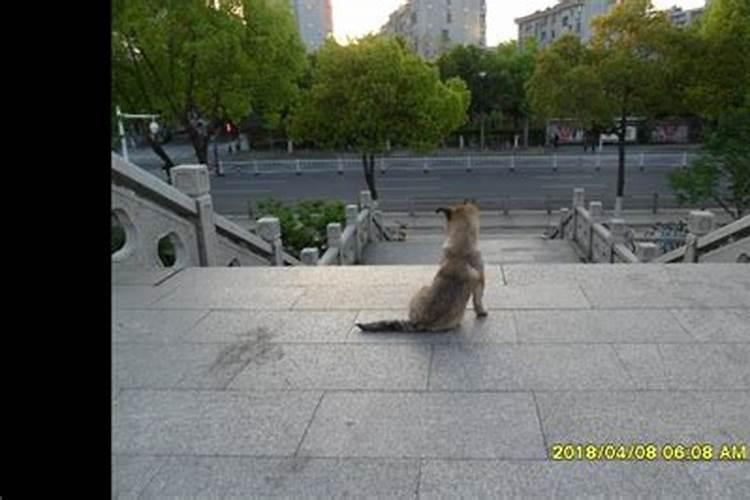 属鸡和属虎的命运相克吗