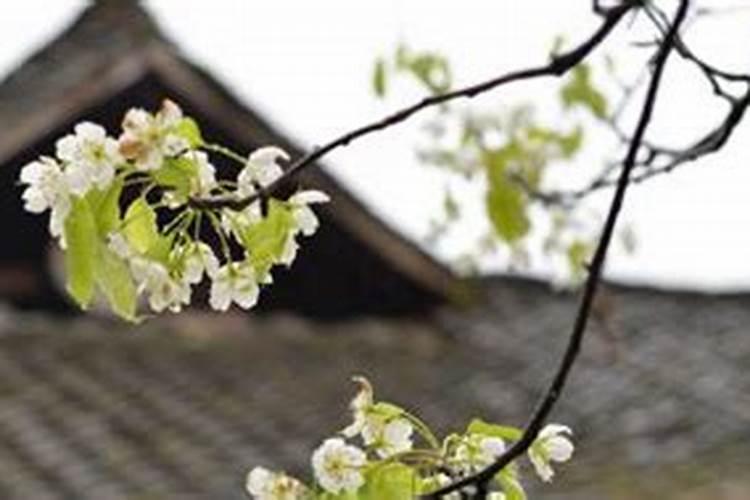 清明节能到庙里烧纸钱吗